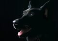 what is the black dog in trucking