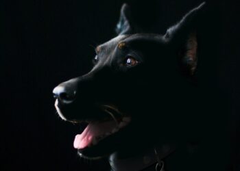 what is the black dog in trucking