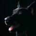 what is the black dog in trucking