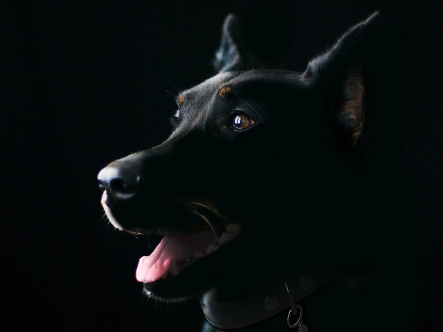 what is the black dog in trucking