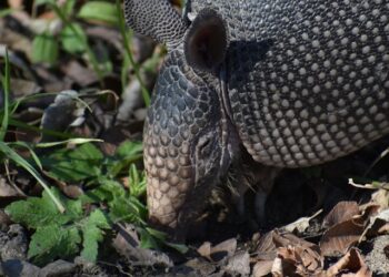 armadillo in the wild