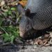 armadillo in the wild