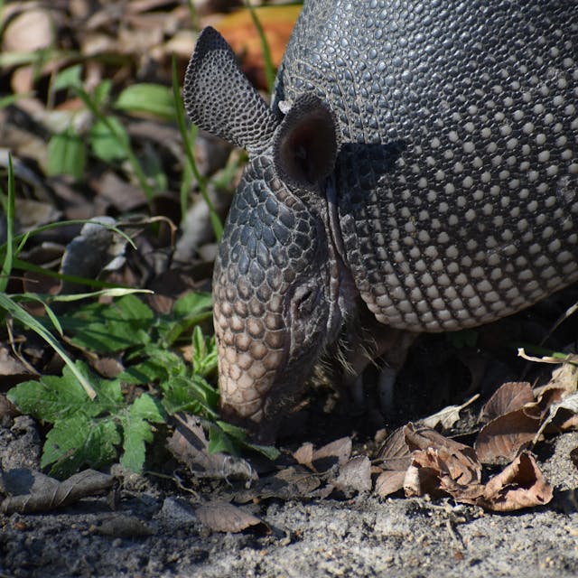 armadillo in the wild