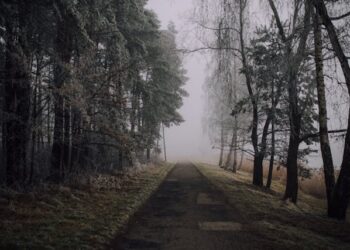 sons of the forest release date ps5