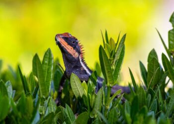 what vegetables can bearded dragons eat