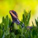 what vegetables can bearded dragons eat