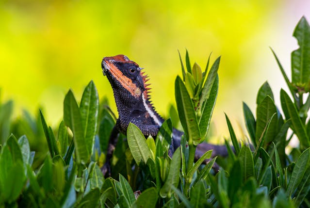 what vegetables can bearded dragons eat