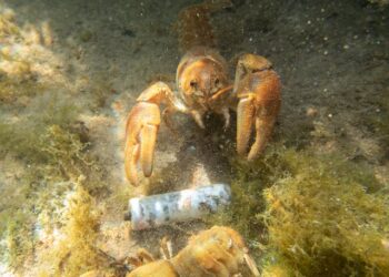 crayfish molting or dead