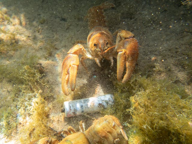 crayfish molting or dead