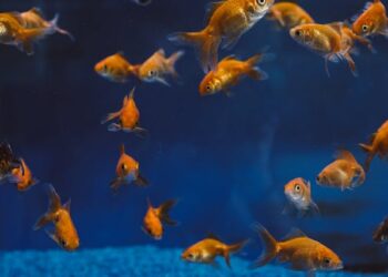 how to lower nitrates in fish tank