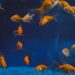 how to lower nitrates in fish tank