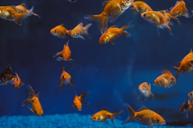 how to lower nitrates in fish tank