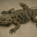what does a dead bearded dragon look like
