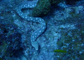 underwater eyes an eel's oil