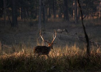 How High Can Deer Jump