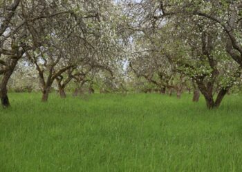 Inside Sran Family Orchards Chapter 11 2025
