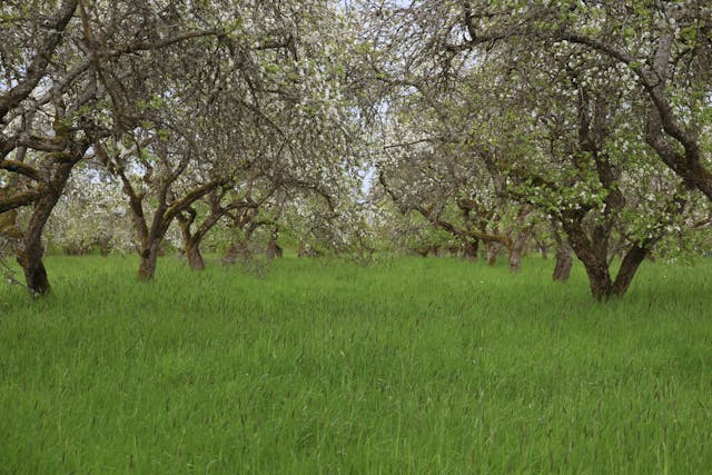 Inside Sran Family Orchards Chapter 11 2025