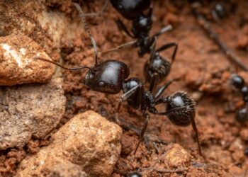 Terro T1812SR Outdoor Liquid Ant Bait Stakes