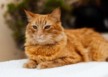 Are Candles Bad for Cats A Pet Owner’s Guide