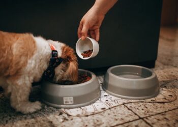 When to Switch Puppy to Adult Food (Vet-Backed Guide)
