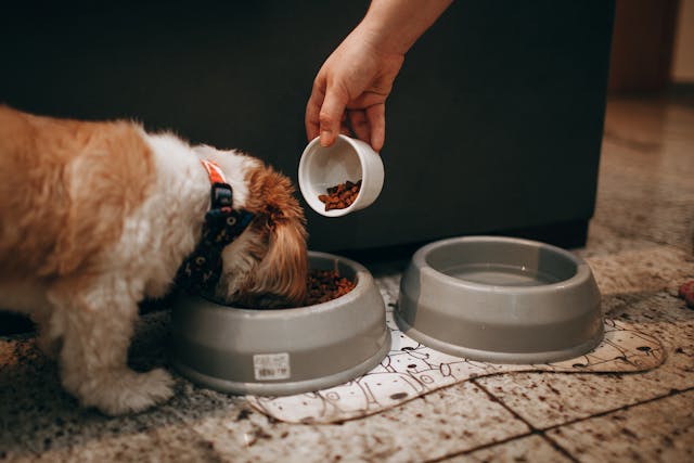 When to Switch Puppy to Adult Food (Vet-Backed Guide)