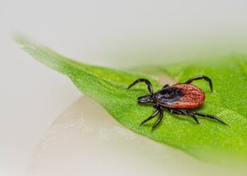 signs of fleas in house