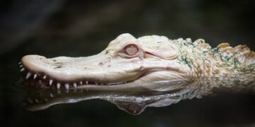 Alabama Alligator Hunting Record Night What Really Happened