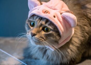 Animal That Falls in Love With Tape The Strange Truth