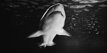 Cape Cod Great White Sharks Tagging Inside the Science