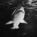 Cape Cod Great White Sharks Tagging Inside the Science