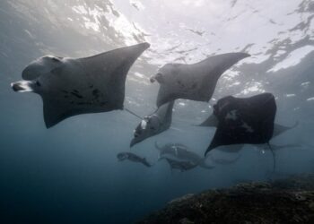 Do Manta Rays Have Stingers The Truth Beneath the Surface