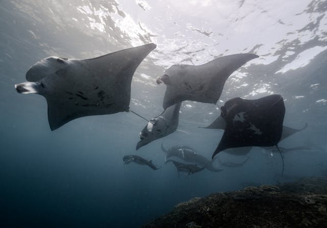 Do Manta Rays Have Stingers The Truth Beneath the Surface