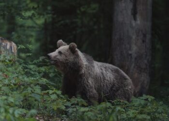 Smoky Mountains Bear Feeding Citation What It Really Means