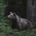 Smoky Mountains Bear Feeding Citation What It Really Means