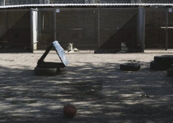 Dog in Unsecured Kennel Indiana Expressway What Happened