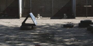 Dog in Unsecured Kennel Indiana Expressway What Happened