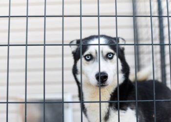 Unsecured Dog Kennel Indiana Expressway What Happened