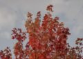 Acer Rubrum Florida Flame The Maple That Burns Bright in Warm Climates