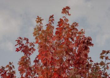 Acer Rubrum Florida Flame The Maple That Burns Bright in Warm Climates
