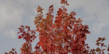 Acer Rubrum Florida Flame The Maple That Burns Bright in Warm Climates