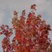 Acer Rubrum Florida Flame The Maple That Burns Bright in Warm Climates