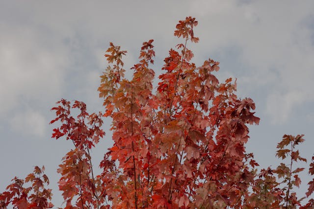 Acer Rubrum Florida Flame The Maple That Burns Bright in Warm Climates