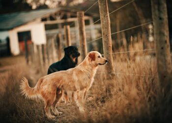 How to Find Break in Underground Dog Fence 7 Proven Fixes