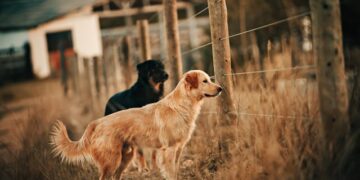 How to Find Break in Underground Dog Fence 7 Proven Fixes