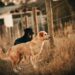 How to Find Break in Underground Dog Fence 7 Proven Fixes