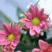 Abutilon Palmeri Indian Mallow Care Guide