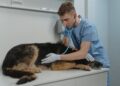 Dog Stomach Ache Causes, Symptoms, When to See a Vet