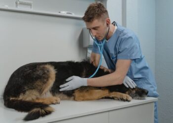 Dog Stomach Ache Causes, Symptoms, When to See a Vet