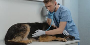 Dog Stomach Ache Causes, Symptoms, When to See a Vet