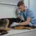 Dog Stomach Ache Causes, Symptoms, When to See a Vet